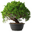 Juniperus chinensis Kishu, 28,5 cm, ± 15 anni