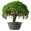 Juniperus chinensis Kishu, 28,5 cm, ± 15 anni