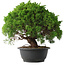 Juniperus chinensis Kishu, 28,5 cm, ± 15 anni