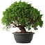 Juniperus chinensis Kishu, 28,5 cm, ± 15 años