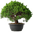 Juniperus chinensis Kishu, 28,5 cm, ± 15 anni