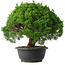 Juniperus chinensis Kishu, 28,5 cm, ± 15 anni