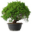 Juniperus chinensis Kishu, 28,5 cm, ± 15 anni