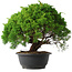 Juniperus chinensis Kishu, 28,5 cm, ± 15 anni