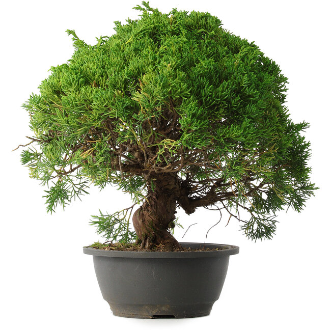 Juniperus chinensis Kishu, 32 cm, ± 15 anni