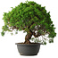 Juniperus chinensis Kishu, 32 cm, ± 15 anni