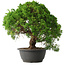 Juniperus chinensis Kishu, 32 cm, ± 15 anni