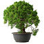 Juniperus chinensis Kishu, 32 cm, ± 15 anni