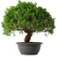 Juniperus chinensis Kishu, 32 cm, ± 15 anni