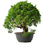 Juniperus chinensis Kishu, 32 cm, ± 15 anni