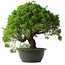 Juniperus chinensis Kishu, 32 cm, ± 15 anni