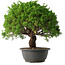 Juniperus chinensis Kishu, 32 cm, ± 15 anni