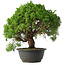 Juniperus chinensis Kishu, 32 cm, ± 15 anni