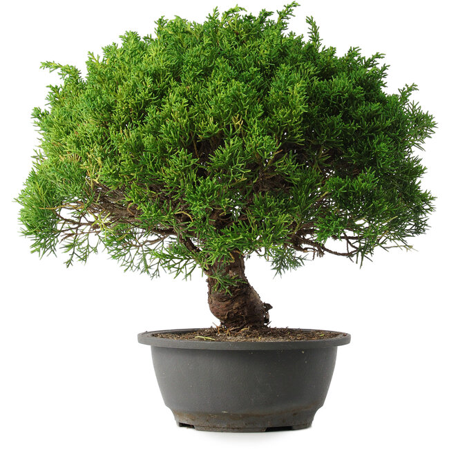Juniperus chinensis Kishu, 32 cm, ± 15 anni