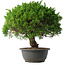 Juniperus chinensis Kishu, 32 cm, ± 15 anni