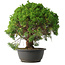 Juniperus chinensis Kishu, 32 cm, ± 15 anni