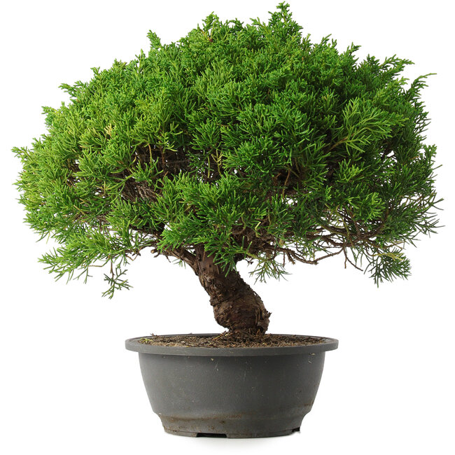Juniperus chinensis Kishu, 32 cm, ± 15 years old