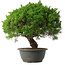 Juniperus chinensis Kishu, 32 cm, ± 15 anni