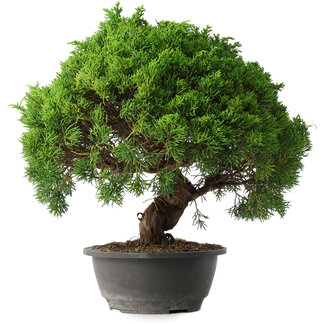 Juniperus chinensis Kishu, 31,5 cm, ± 15 anni