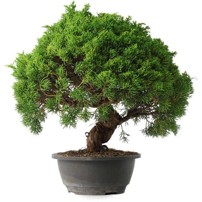 Juniperus chinensis Kishu, 31,5 cm, ± 15 anni