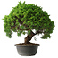 Juniperus chinensis Kishu, 31,5 cm, ± 15 anni