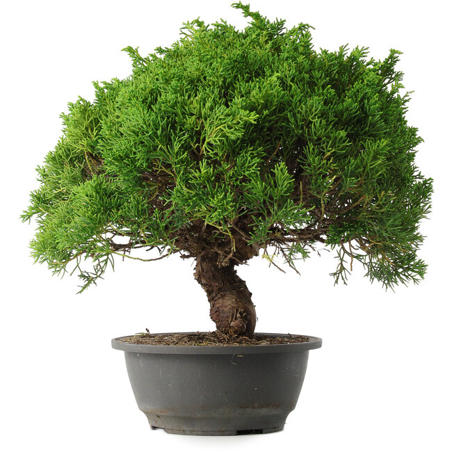 Juniperus chinensis Kishu, 32 cm, ± 15 ans
