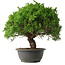 Juniperus chinensis Kishu, 32 cm, ± 15 anni