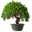 Juniperus chinensis Kishu, 31,5 cm, ± 15 anni