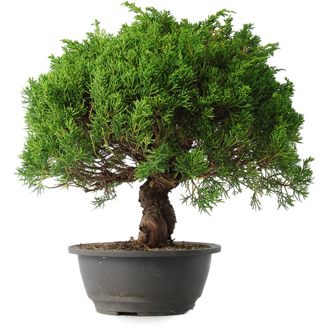 Juniperus chinensis Kishu, 32 cm, ± 15 anni
