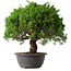 Juniperus chinensis Kishu, 32 cm, ± 15 anni