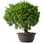 Juniperus chinensis Kishu, 31,5 cm, ± 15 anni