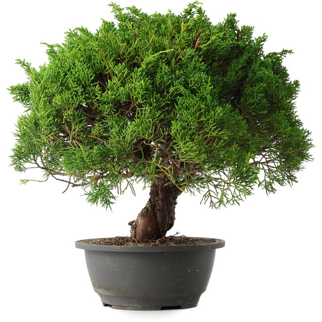 Juniperus chinensis Kishu, 32 cm, ± 15 years old