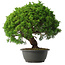 Juniperus chinensis Kishu, 31,5 cm, ± 15 anni