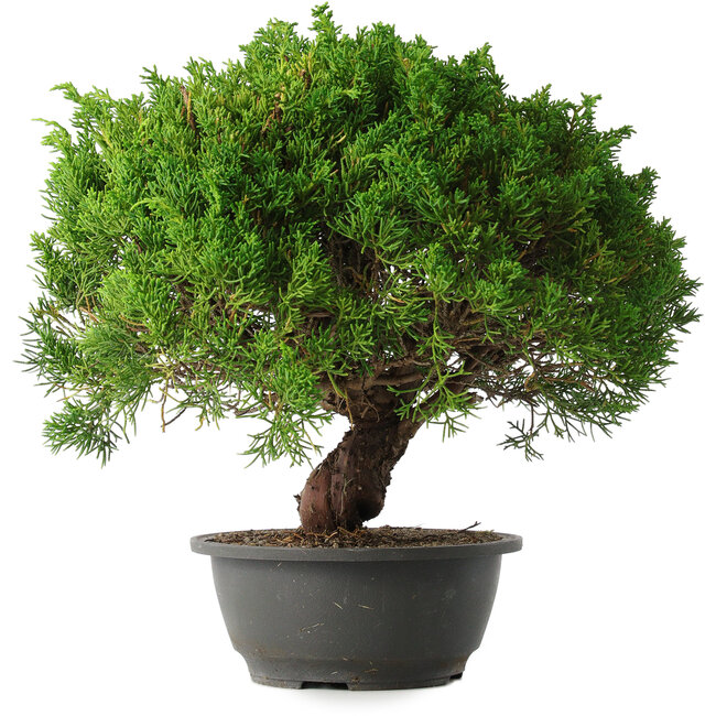 Juniperus chinensis Kishu, 32 cm, ± 15 years old