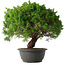 Juniperus chinensis Kishu, 32 cm, ± 15 anni