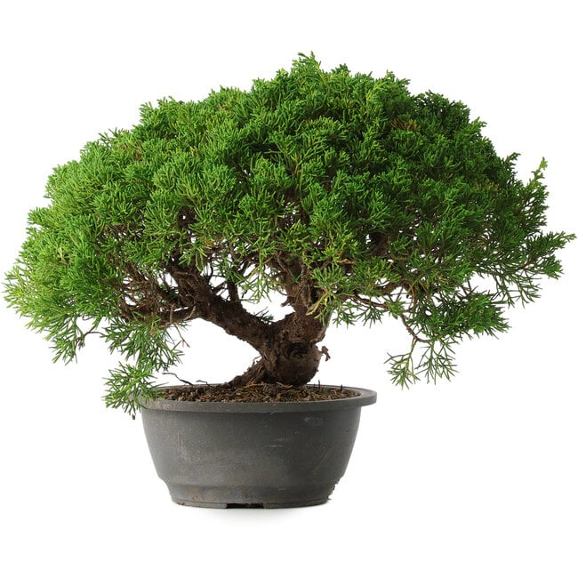 Juniperus chinensis Kishu, 28,5 cm, ± 15 anni