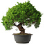 Juniperus chinensis Kishu, 31,5 cm, ± 15 anni