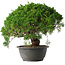 Juniperus chinensis Kishu, 28,5 cm, ± 15 anni