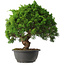 Juniperus chinensis Kishu, 31,5 cm, ± 15 anni