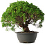 Juniperus chinensis Kishu, 28,5 cm, ± 15 anni