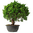 Juniperus chinensis Kishu, 31,5 cm, ± 15 anni