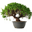 Juniperus chinensis Kishu, 28,5 cm, ± 15 anni