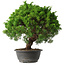 Juniperus chinensis Kishu, 31,5 cm, ± 15 anni