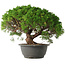 Juniperus chinensis Kishu, 28,5 cm, ± 15 anni