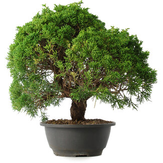 Juniperus chinensis Kishu, 31,5 cm, ± 15 anni