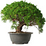 Juniperus chinensis Kishu, 28,5 cm, ± 15 anni