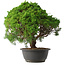 Juniperus chinensis Kishu, 31,5 cm, ± 15 anni