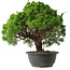 Juniperus chinensis Kishu, 31,5 cm, ± 15 anni