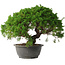 Juniperus chinensis Kishu, 28,5 cm, ± 15 anni