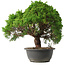 Juniperus chinensis Kishu, 31,5 cm, ± 15 anni